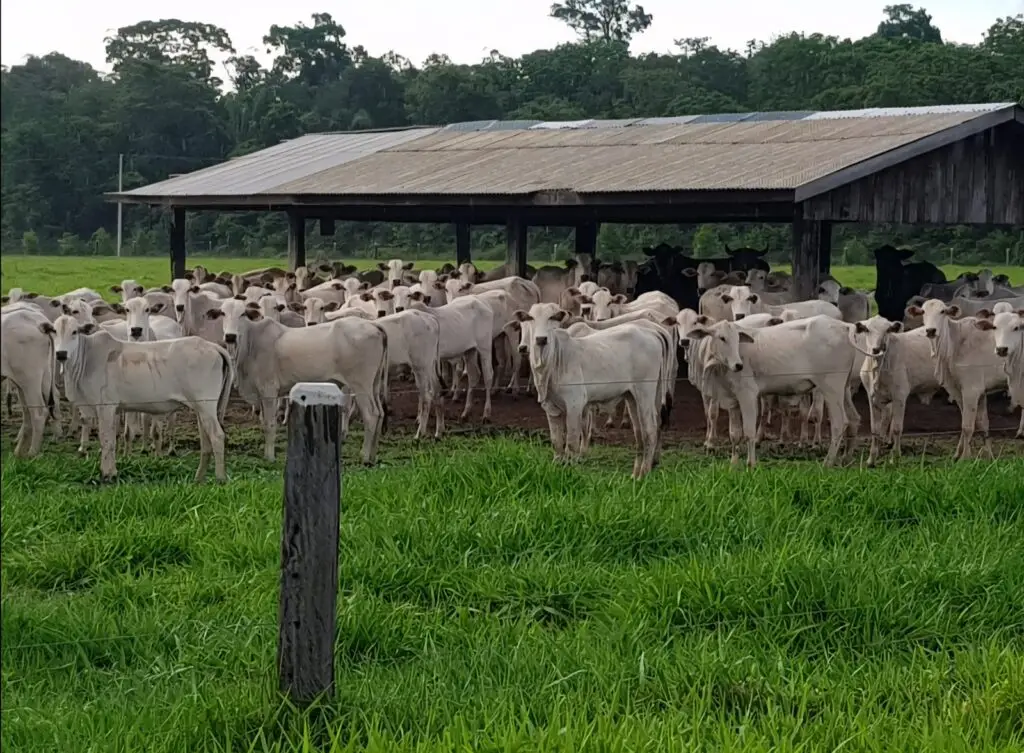 Fazenda 411ha – Colíder MT
